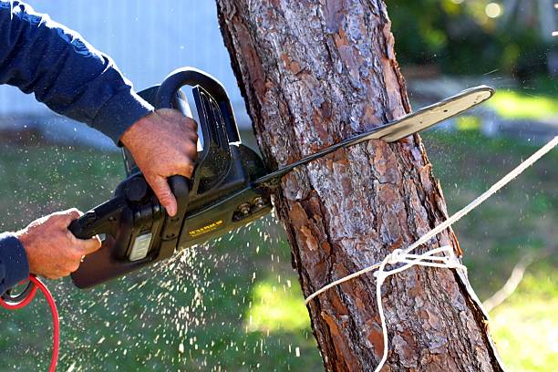 Eagle Mountain, UT Tree Care Company