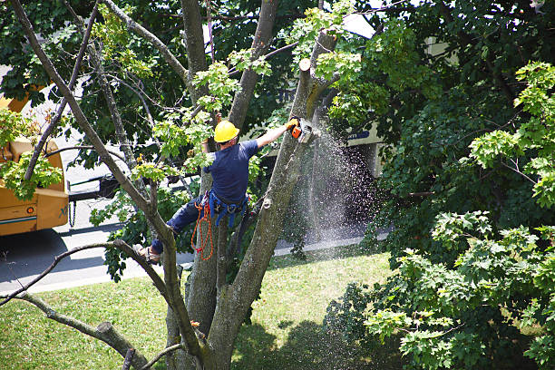 Best Tree Risk Assessment  in Eagle Mountain, UT